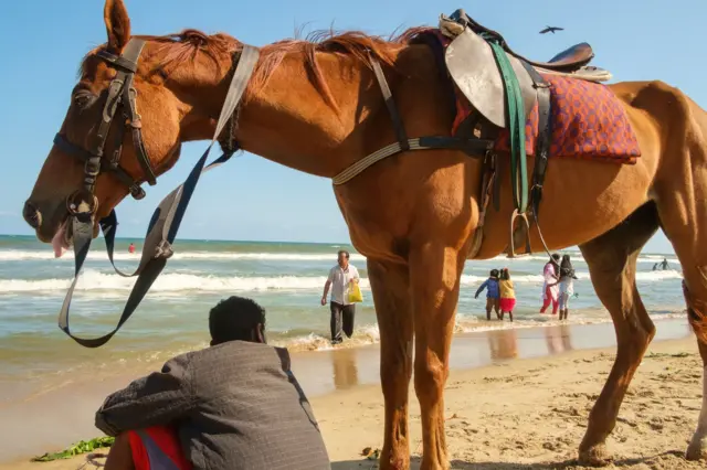சென்னை, கிளாண்டர்ஸ் தொற்று, குதிரை உயிரிழப்பு, மனிதர்களுக்கு பரவுமா?