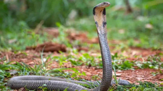 இந்த உலகில் பாம்புகளே இல்லையென்றால் என்ன நடக்கும்?