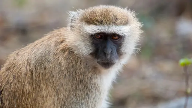 Африканська зелена мавпа крупним планом, сercopithecus aethiops