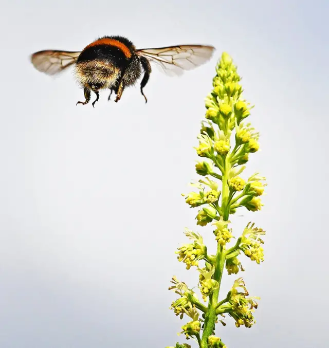 Abelha voando pertocomo funciona dupla chance pixbetflor