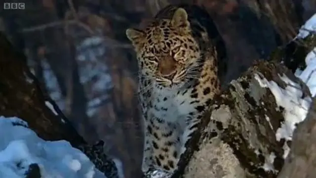 النمر العربي