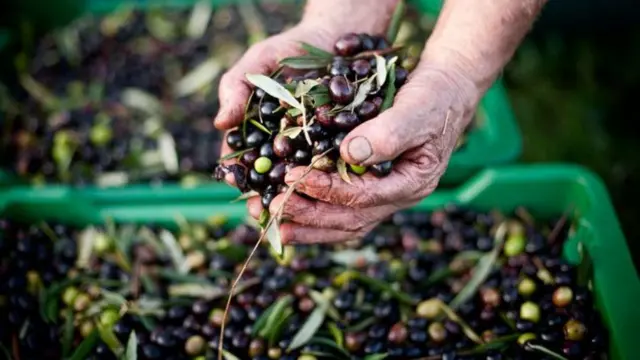 ఆలివ్ ఆయిల్ 