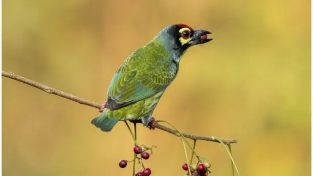 নির্বিচারে মেরে ফেলার কারণে বিলুপ্তির মুখে বসন্তবৌরি পাখি।