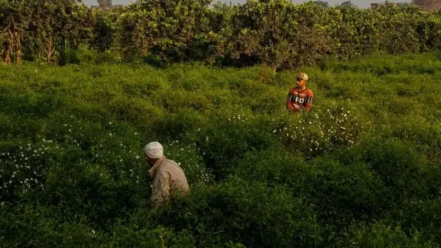 ਪਰਵਾਸੀ ਖੇਤ ਮਜ਼ਦੂਰ