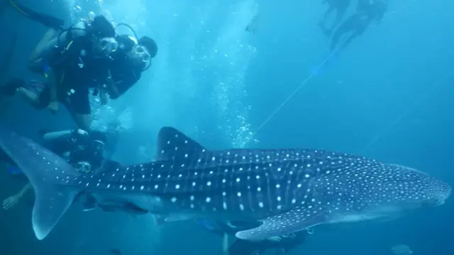 திமிங்கலச் சுறா, சென்னை, மீன்கள், கடல், புதுச்சேரி