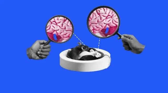 د خوب په حالت کې موږکان، د سترګو تر شا د REM خوب پیل د کوکلیا په فعالیت کې کمښت سره تړاو لري.