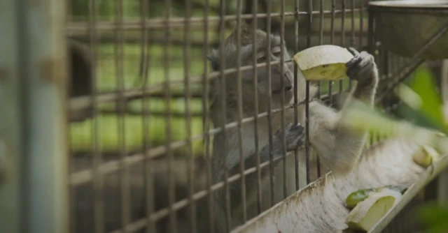 Mini, penyiksaan monyet global