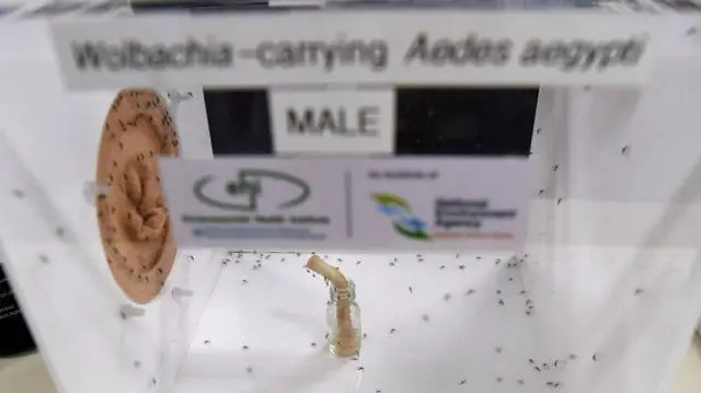 Singapura sedang bereksperimen dengan menggunakan nyamuk jantan pembawa Wolbachia untuk mengendalikan populasi serangga. Bakteri tersebut menjadikan nyamuk tidak subur dan membantu membatasi populasi serangga penyebar demam berdarah.