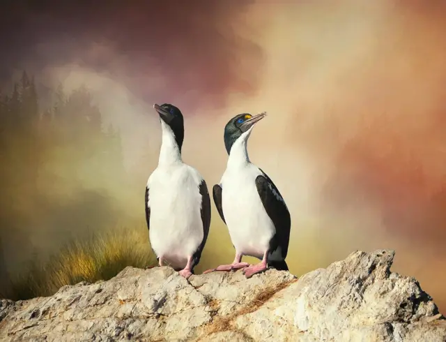 ‘እታ ማዕጾ መን ይዕጸዋ?’