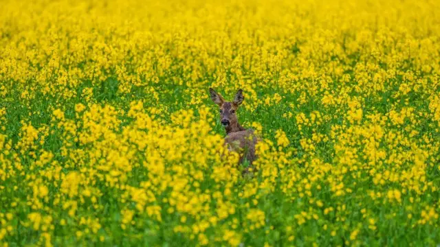 টনি মার্শ এই তরুণ হরিণের ছবিটি তুলেছেন ইস্ট লোথিয়ান এলাকা থেকে।