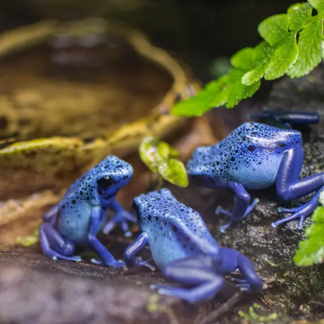 ‘ውዲት ኣለምቲ’ 