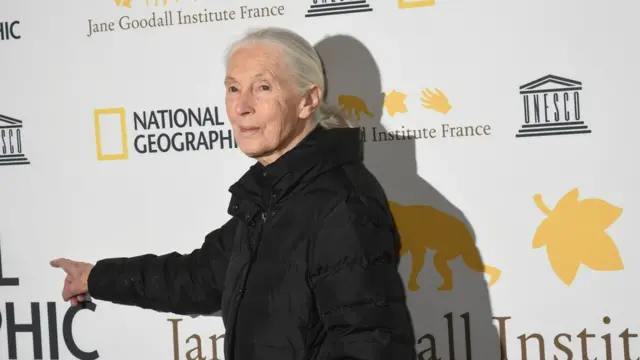 Bà Jane Goodall trong buổi lễ ra mắt bộ phim tài liệu chân dung "Jane" do National Geographic sản xuất