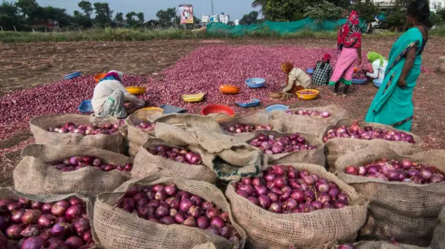 সরকার 'ন্যাফেড'এর মাধ্যমে বাড়তি দাম দিয়ে পেঁয়াজ কিনতে নেমেছে, তবে অনেক দেরীতে