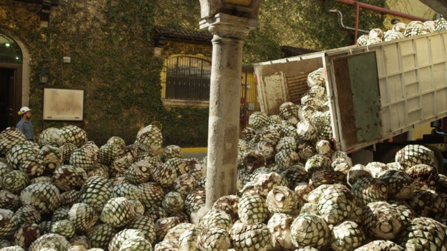 Agave en José Cuervo