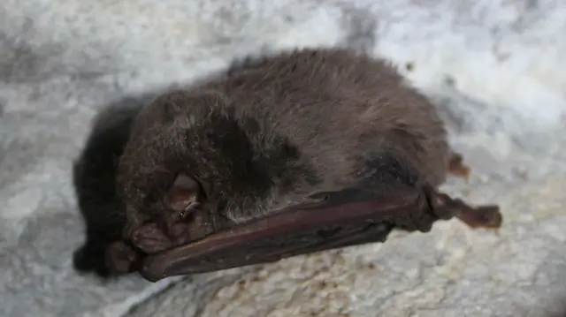 Слепи миш на зидовима пећине