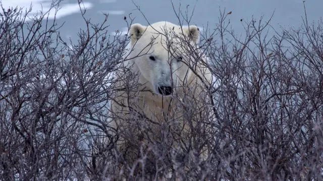 Um urso polar olha por trásblackjack betfairgalhos na tundra ártica pertoblackjack betfairChurchill, Manitoba