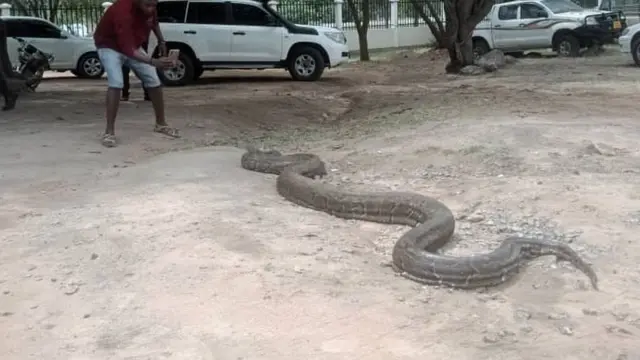 Chatu anayeaminiwa kuleta baraka kwa watu