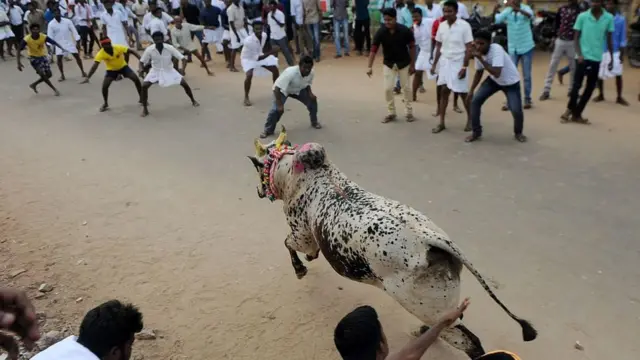 மக்கள் கூட்டத்திற்குள் புகுந்த காளை