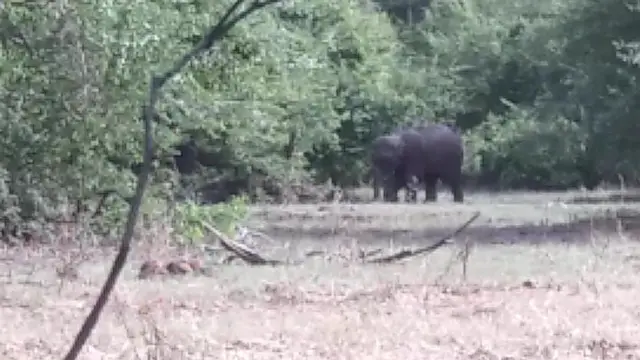 මෙම දර්ශණ තම කැමරාවට හසු කර ගැනීමට රාහුල් සමන්ත හෙට්ටිආරච්චිට දින හතරක් වනයේ ගත කිරීමට සිදු විය.