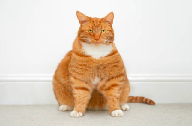 รูปแมวส้มอ้วนนั่งพื้น