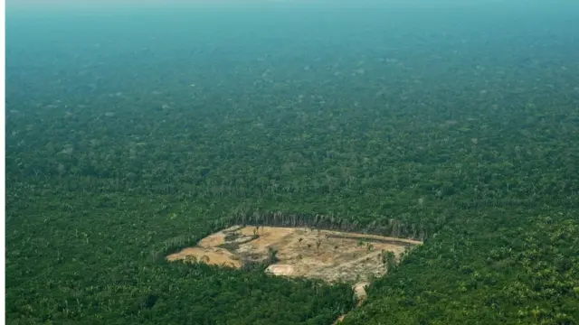 ব্রাজিলের অ্যামাজনে নির্বিচারে চলছে বন উজাড়।