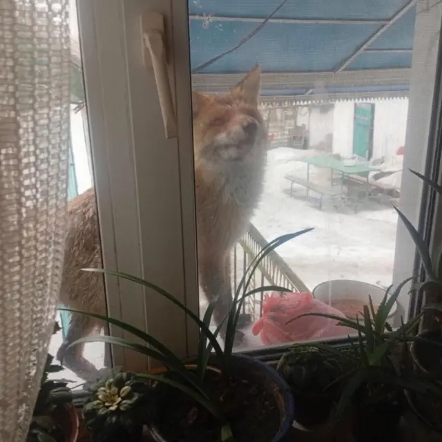 лисиця, яка сидить на підвіконні