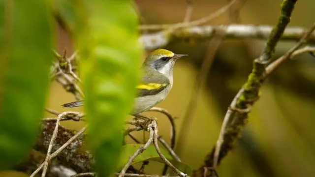 A golden-wing warbler