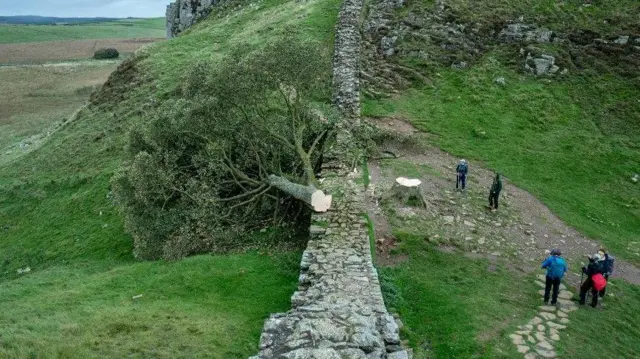 Sycamore Gap tree felled 