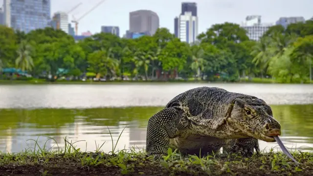 혀를 길게 내민 호숫가의 왕도마뱀