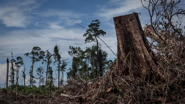 Pembukaan lahan untuk perkebunan kelapa sawit di Aceh.