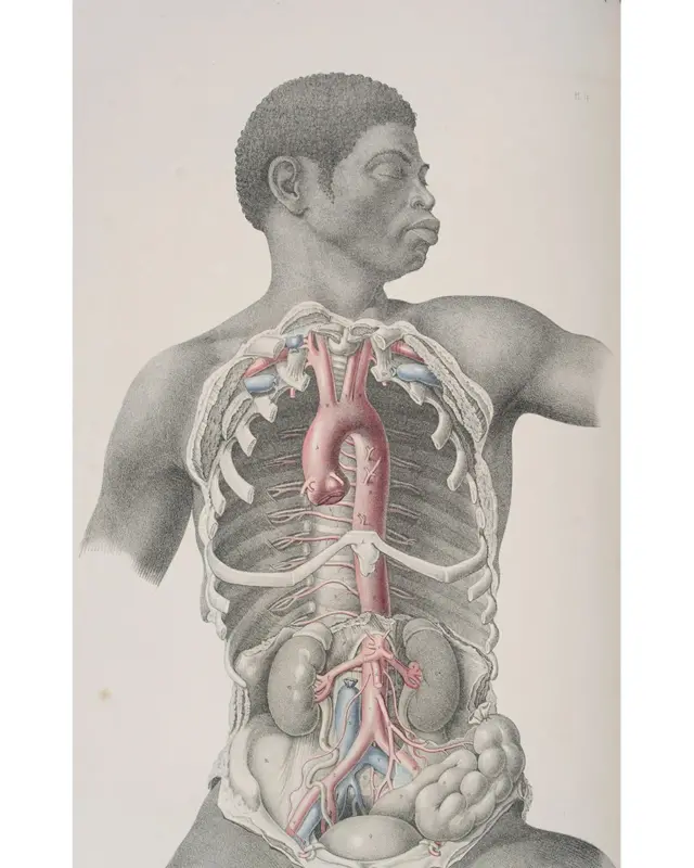 Ілюстрація внутрішніх органів людини