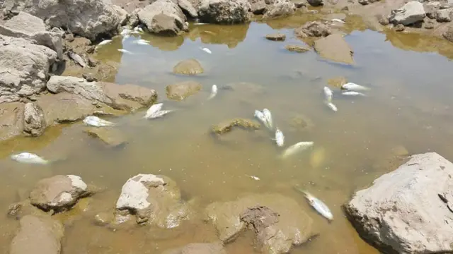 ปลาแม่น้ำโขง