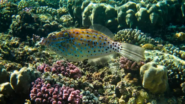 Червоне море