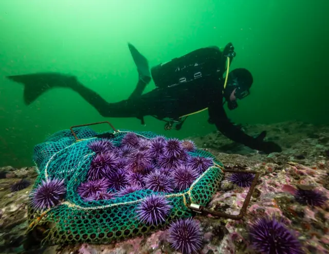Yosun restorasyonu teknisyeni Andrew Kim, araştırma yapmak üzere yosun tabakası üzerindeki mor deniz kestanelerini topluyor