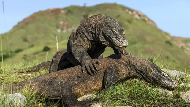 Комодський варан