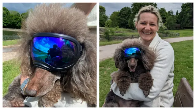 Dog wearing sunglasses online