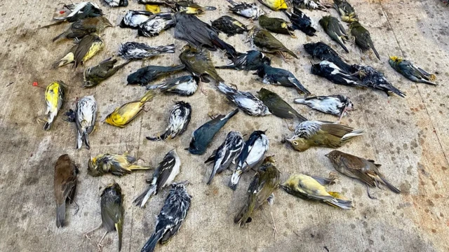 스테판 마키예프스키가 2020년 10월 2일 필라델피아에서 수거한 새들의 사체