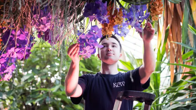 Trabajador de Kew cuidando las orquídeas del festival