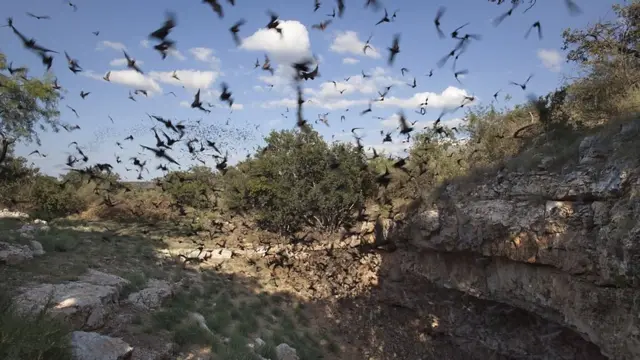 ویروس‌های بیماری‌زای