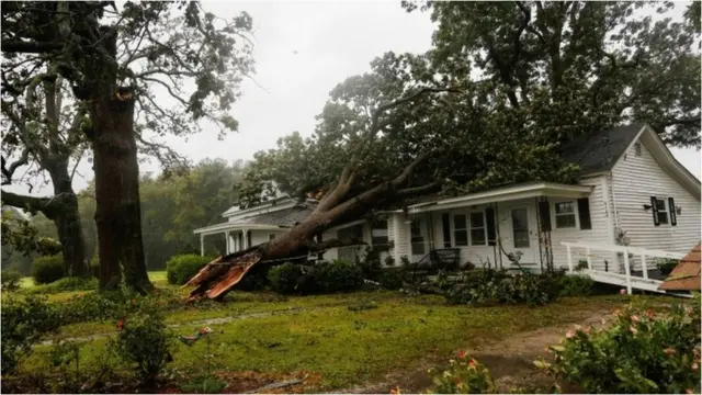 భవనంపై కూలిన చెట్టు