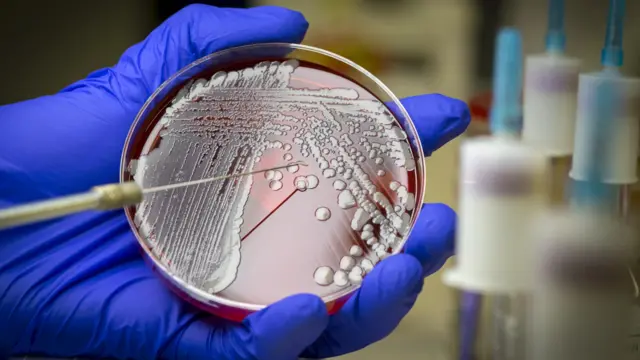 নমুনা পরীক্ষা।