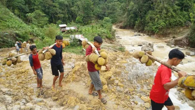 Petani durian membawa hasil panen dengan berjalan kaki sejauh 4 kilometer di Desa Sibalanga, Kecamatan Adiankoting, Kabupaten Tapanuli Utara, Provinsi Sumatera Utara, Minggu (28/12/2025).