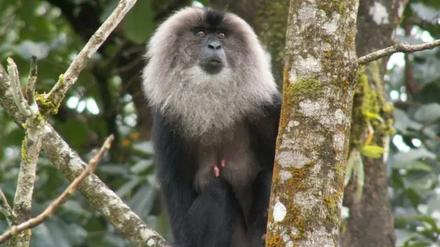  சிங்கவால் குரங்குகள், மேற்குத் தொடர்ச்சி மலை, இயற்கை, விலங்குகள்
