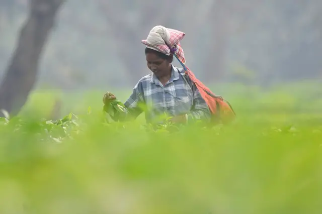 आसाममध्ये चहाच्या मळ्यात काम करणारी महिला