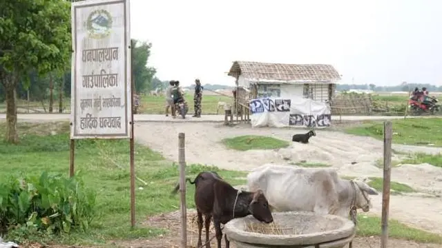 सिमानामा गाईगोरू