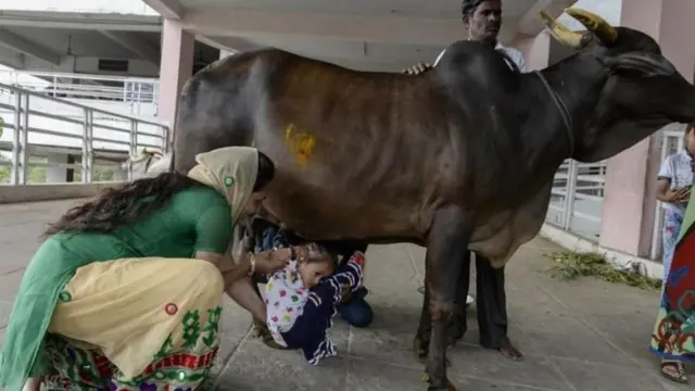 गाय