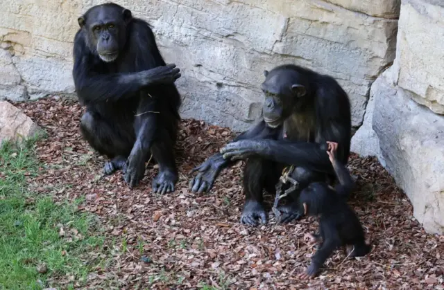 Chimpanzés no Bioparcjogo de bingo com roletaValência