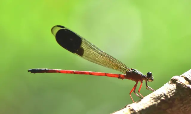 தட்டான்பூச்சி கணக்கெடுப்பு