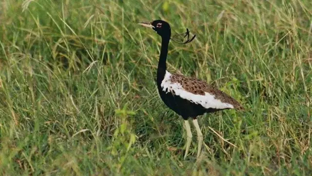 વેળાવદરમાં એક નર ખડમોરની લેવાયેલી તસવીર
