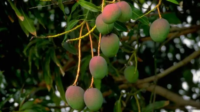 மாம்பழம்